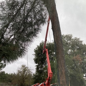 Whits Turn Tree Care - These guys are so safe! They communicate well and are careful. This is a branch coming down from the top. - Tree Services Near Me - Paso Robles, California