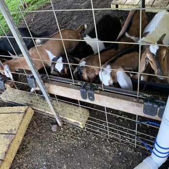 Honomu Goat Dairy - Attraction Farms Near Me - Honomu, Hawaii Honomu Goat Dairy - Attraction Farms Near Me - Honomu, Hawaii