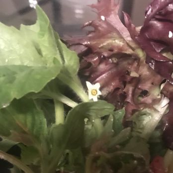 Culver's - Here's the flower in my strawberry salad - Fast Food Near Me - Michigan City, Indiana Culver's - Here's the flower in my strawberry salad - Fast Food Near Me - Michigan City, Indiana