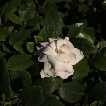 Courtyard by Marriott San Diego Oceanside - Night-Scented Gardenia by the Pool - Hotels Near Me - Oceanside, California