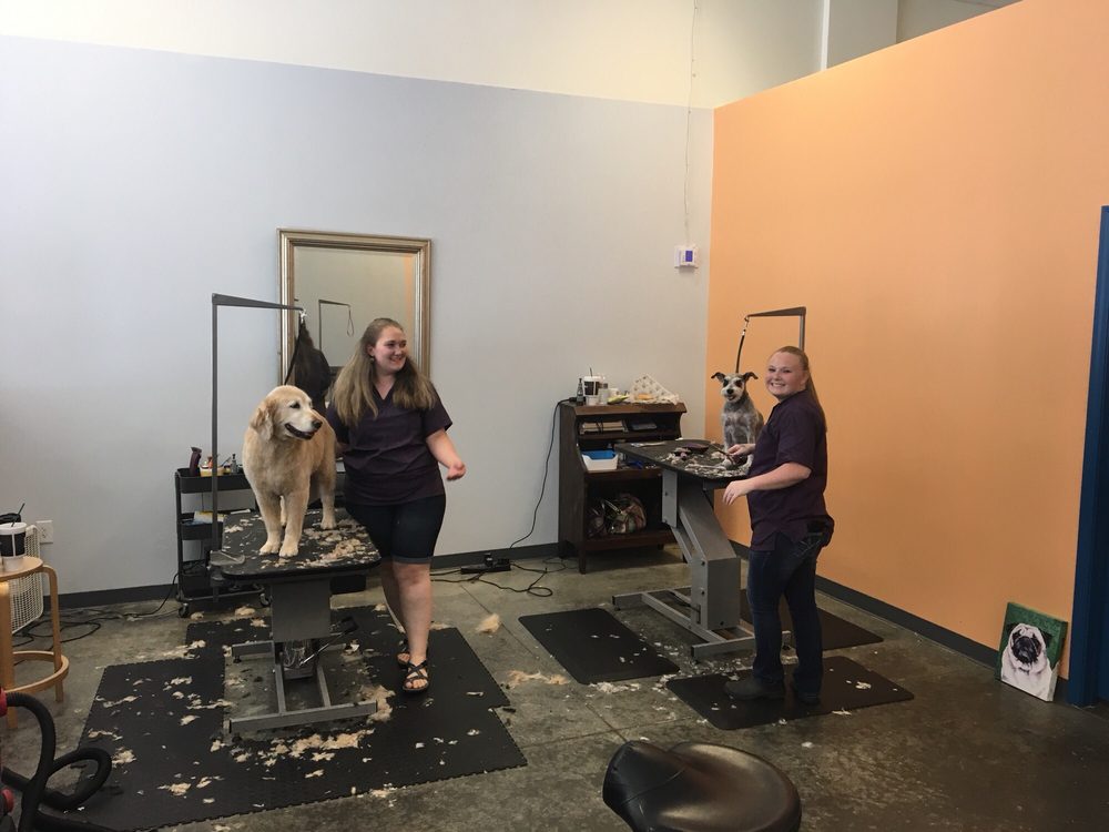 SHAMPOODLES SALON 19 Photos & 12 Reviews Pet Groomers 51 N