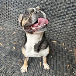 The Highland Dog - Mini smiling