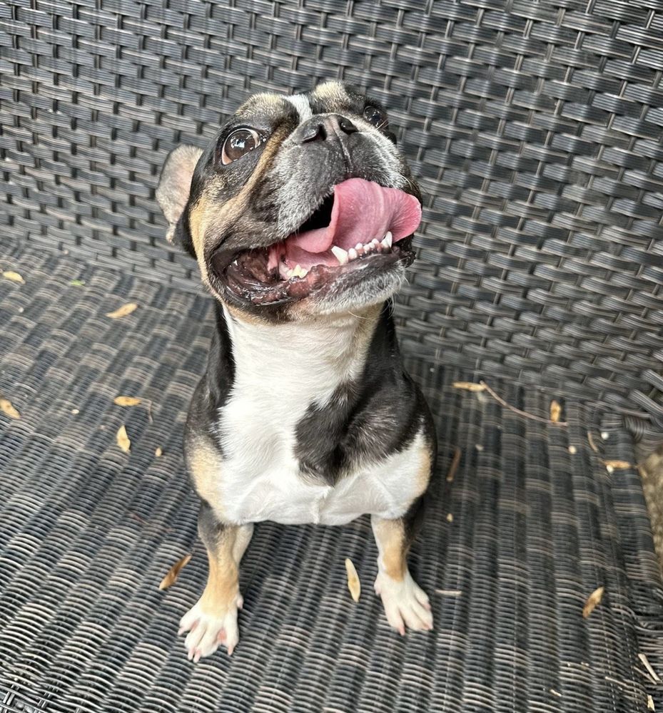 The Highland Dog - pet boarding facility in Louisville, KY