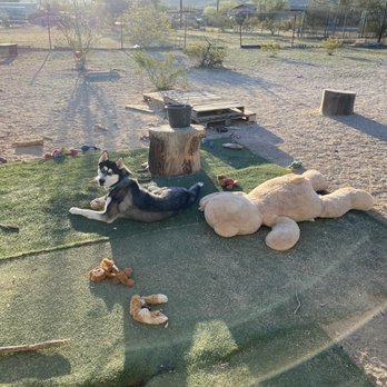 South Mountain Boarding - Payton - Pet Boarding Near Me - Phoenix, Arizona South Mountain Boarding - Payton - Pet Boarding Near Me - Phoenix, Arizona