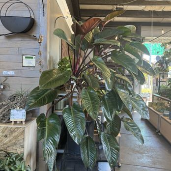 Evergreen Nursery - Nurseries & Gardening Near Me - San Leandro, California Evergreen Nursery - Nurseries & Gardening Near Me - San Leandro, California