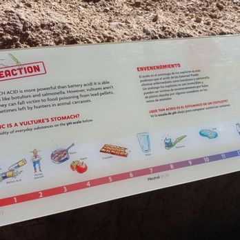 Arizona-Sonora Desert Museum - Vultures stomach acidity kills nearly everything - Museums Near Me - Tucson, Arizona
