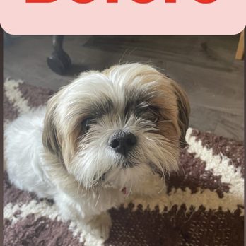 Bow Wow Meow - Menlo Park - Shih tzu - Pet Groomers Near Me - Menlo Park, California Bow Wow Meow - Menlo Park - Shih tzu - Pet Groomers Near Me - Menlo Park, California