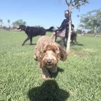 Orange Dog Park - that big black dog is aggressive - Dog Parks Near Me - Orange, California Orange Dog Park - that big black dog is aggressive - Dog Parks Near Me - Orange, California