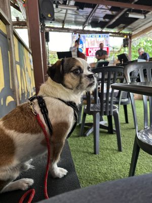 The Dodging Duck Brewhaus & Restaurant by null