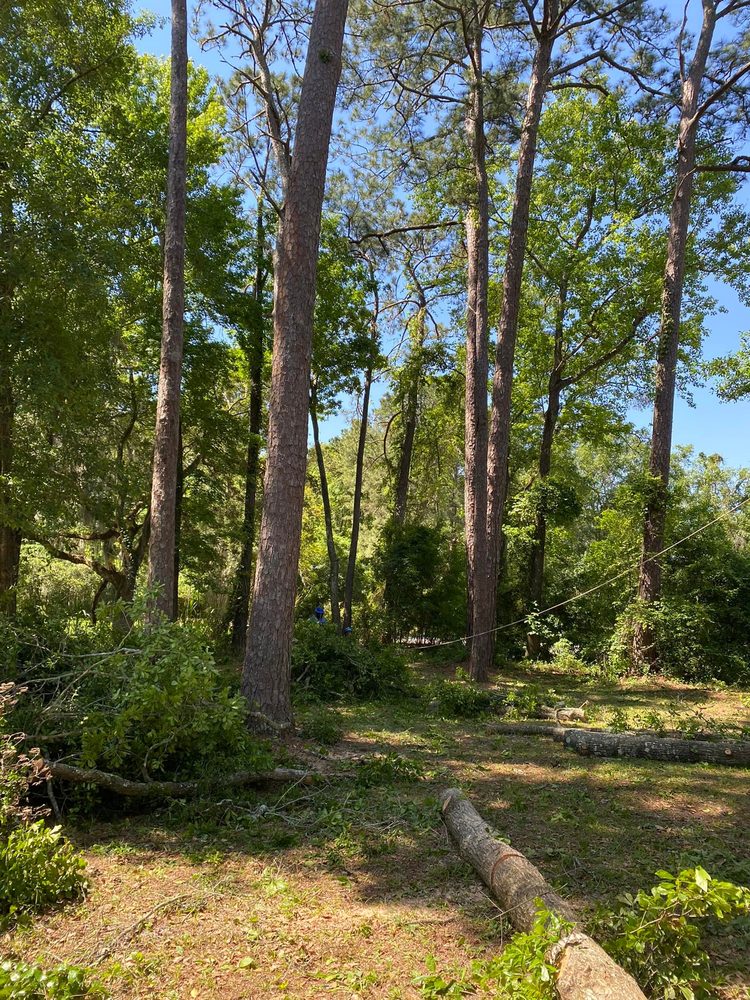 Russell Tree Care - tree service in Jacksonville, FL
