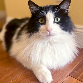 Bay Area Pet Sitter - Buddha! Rescued from a shelter. - Pet Sitting Near Me Bay Area Pet Sitter - Buddha! Rescued from a shelter. - Pet Sitting Near Me