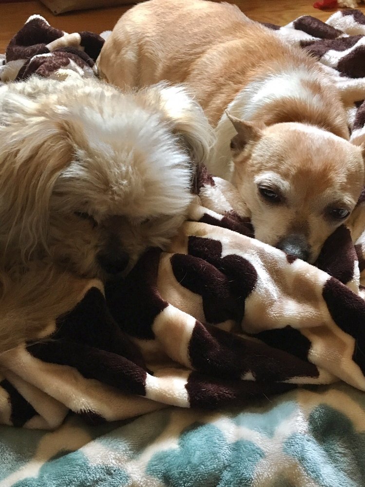 LOYAL COMPANION Pet Stores 1809 Reisterstown Rd, Pikesville, MD