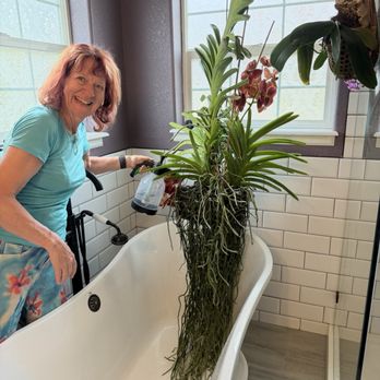 Fantasy Orchids - We call this Vanda orchid Elvis - Florists Near Me - Louisville, Colorado Fantasy Orchids - We call this Vanda orchid Elvis - Florists Near Me - Louisville, Colorado