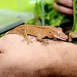 Pets Burg