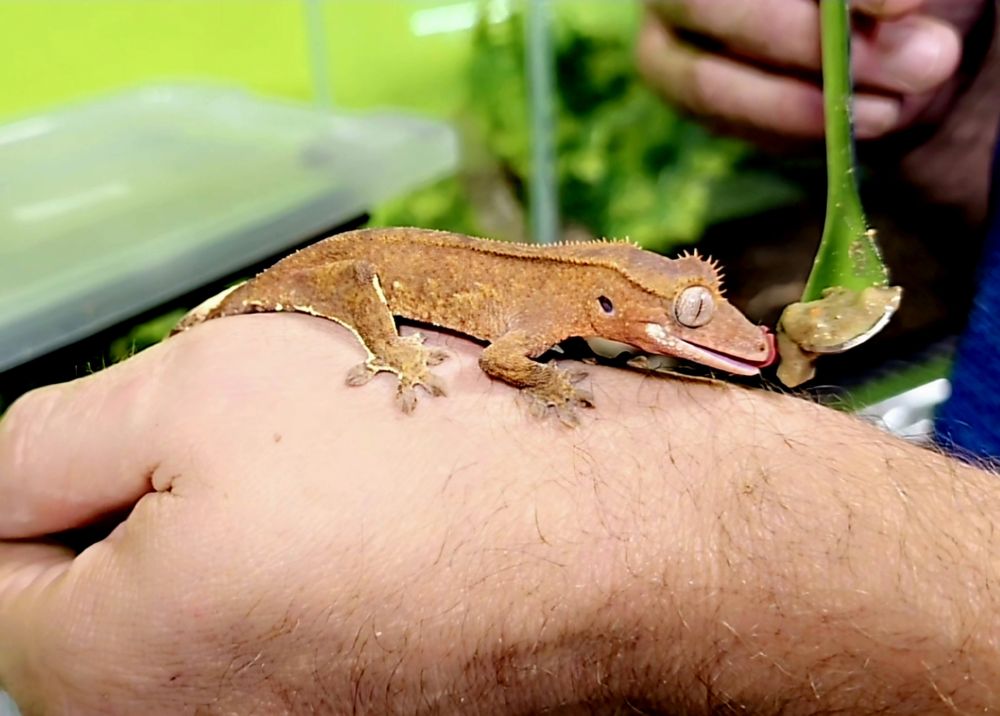 Pets Burg Image