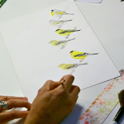 Wildlife Gallery & Studio - Keith was painting these goldfinches for the book Birds of the Sierra Nevada. Photo by Paul Kienitz