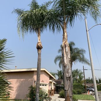 Tree Services Flores - All done - Tree Services Near Me Tree Services Flores - All done - Tree Services Near Me