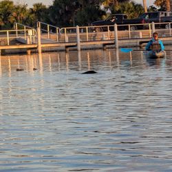 BK Adventure - Same manatee feeding