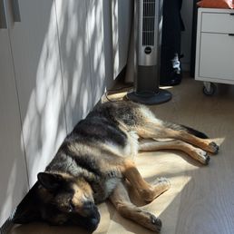 Sleeping dog Sleeping dog