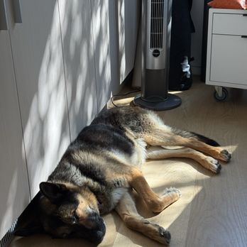 Modern Animal Glendale - Sleeping dog - Veterinarians Near Me - Glendale, California Modern Animal Glendale - Sleeping dog - Veterinarians Near Me - Glendale, California