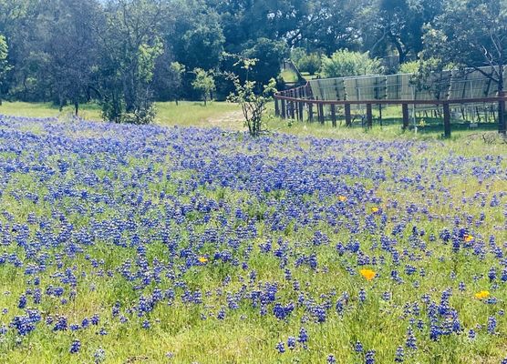 Foothill Regional Park by null