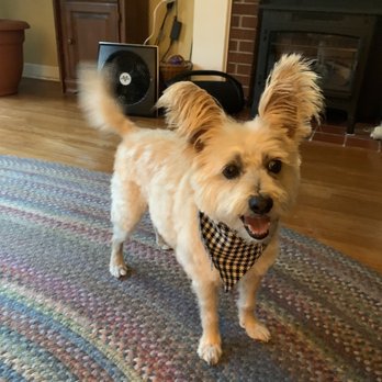 Gina's Clean & Cozy Petcare - Look at his cute checkered bandana- Gina's finishing touch! - Pet Groomers Near Me - Castro Valley, California Gina's Clean & Cozy Petcare - Look at his cute checkered bandana- Gina's finishing touch! - Pet Groomers Near Me - Castro Valley, California