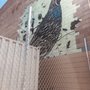 Photo of Quail Mural