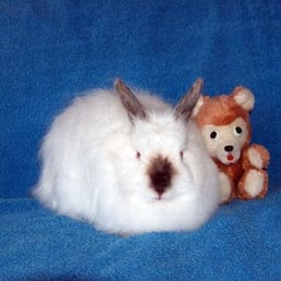 adopt me!  i'm a bunny!