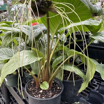 Telly's Greenhouse - Nurseries & Gardening Near Me - Troy, Michigan Telly's Greenhouse - Nurseries & Gardening Near Me - Troy, Michigan