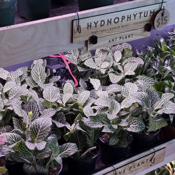 Spotted Leaf Plant Company - Fully stocked plant shelves with lighting and quick care guide to help you chose a plant best for you. - Nurseries & Gardening Near Me - Somerville, New Jersey Spotted Leaf Plant Company - Fully stocked plant shelves with lighting and quick care guide to help you chose a plant best for you. - Nurseries & Gardening Near Me - Somerville, New Jersey
