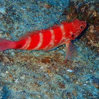 あこ ZX DIVING - Updated July 2025 - 27 Photos - Honolulu, Hawaii