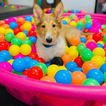 Superstar Service Dogs - Pet Training Near Me - Mount Vernon, Iowa Superstar Service Dogs - Pet Training Near Me - Mount Vernon, Iowa