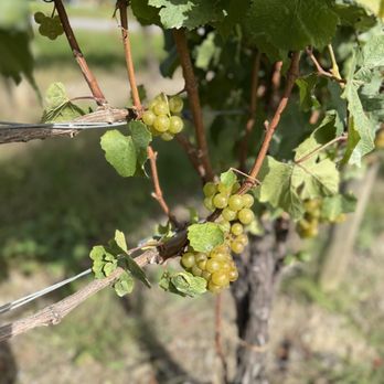 Konstantin Frank Winery - Wine Tours Near Me - Hammondsport, New York
