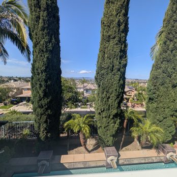 HLI Tree Experts - Before - Tree Services Near Me