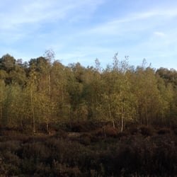 Bois de la Houssière