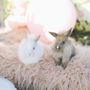 Photo of Itty Bitty Mobile Petting Zoo