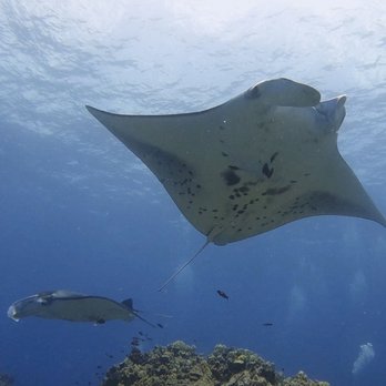 Jack's Diving Locker - Snorkeling Near Me - Kailua-Kona, Hawaii