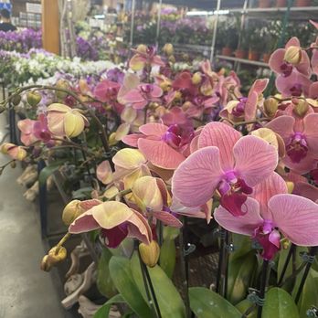 Flora Clay - Florists Near Me - Los Angeles, California Flora Clay - Florists Near Me - Los Angeles, California