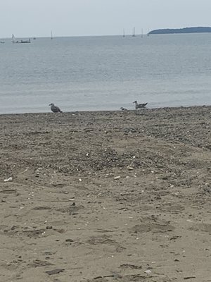 Wollaston Beach by null