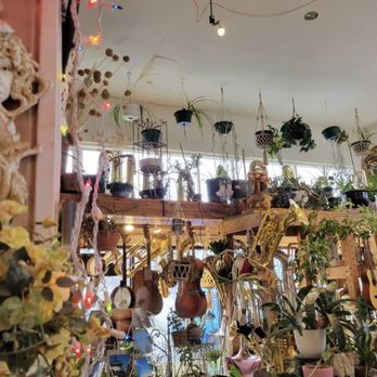 Bach & Rock - This place is loaded with plants and instruments! - Music & DVDs Near Me - Astoria, Oregon