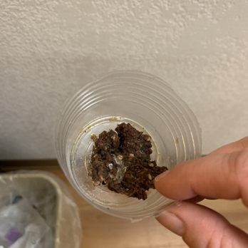 Motel 6 - My dog found and started eating this while I was showering. What the hell is it even???? - Hotels Near Me - Santa Rosa, New Mexico Motel 6 - My dog found and started eating this while I was showering. What the hell is it even???? - Hotels Near Me - Santa Rosa, New Mexico