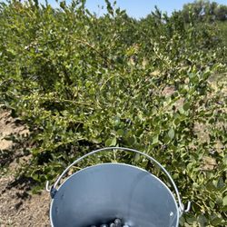 Loca Blueberry Farm - u-pick blueberries