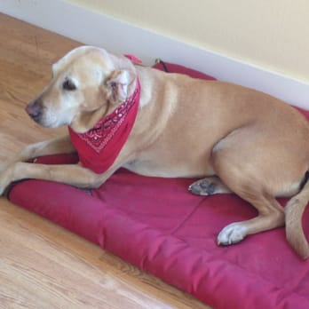 Lula Cellars - The tasting room's resident dog. - Wine Tasting Room Near Me - Philo, California