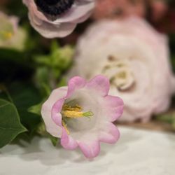 Oxendahlia Floral Design - Delicates
