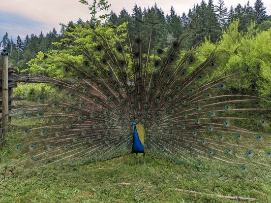 Leaping Lamb Farm by null