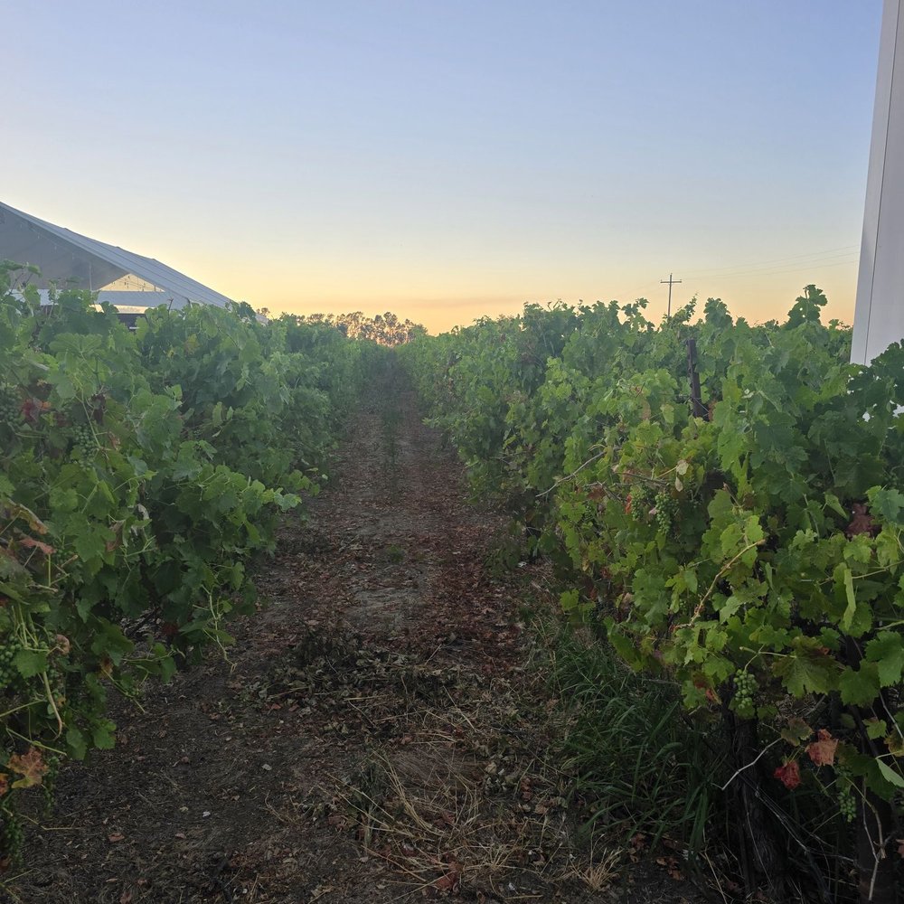 Valensin Vineyard & Winery - Wine Tasting Room Near Me - Galt, California