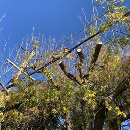 You should have seen how badly tangled in the lines these branches were!   All clear now.