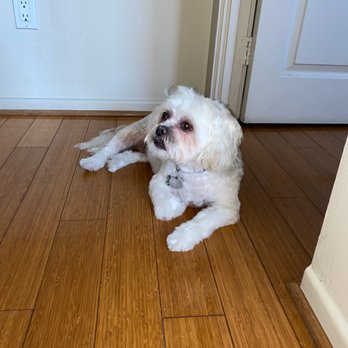 All Star Mobile Pet Services - Pet Groomers Near Me - Los Angeles, California