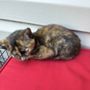 Photo of Spay Now Animal Surgery Clinic