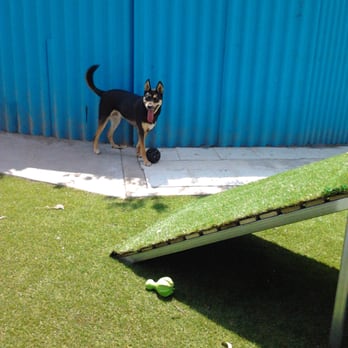 Acacia Ridge Pet Resort - Pet Boarding Near Me - Willawong, QLD Acacia Ridge Pet Resort - Pet Boarding Near Me - Willawong, QLD